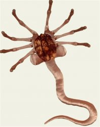 Divainas-Rotallietas-8.jpg