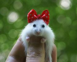 86fce28715b5b652639edf657168f5b6--minnie-mouse-a-mouse.jpg