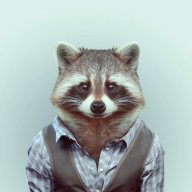 Raccoon-st